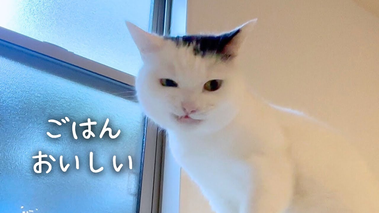 食に興味のない猫が突然よく食べた朝