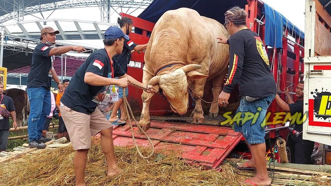 WISANGGENI EXTREM CLASS COW ВЫХОДИТ ИЗ КОНКУРСНОГО ГРУЗОВИКА JEMBER 2022 APPSI