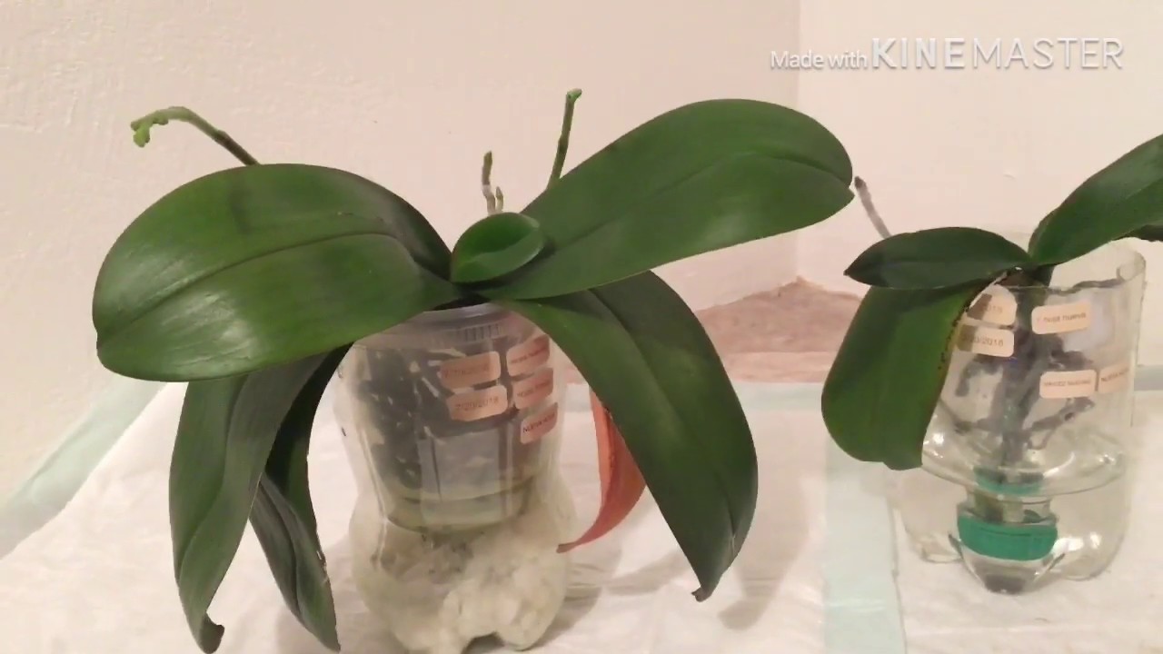 Hermosas varas florales y cómo prevenir el moho en las orquídeas en cultivo de agua ...
