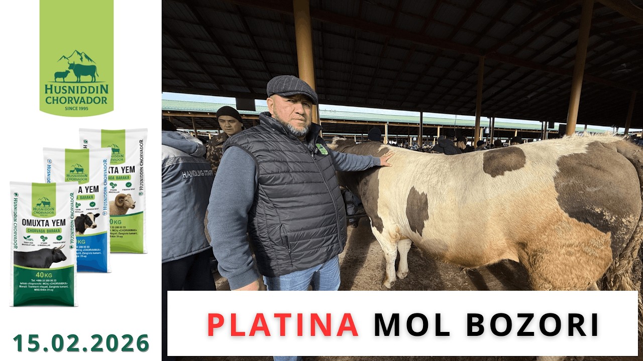 PLATINA Mol Bozori - Bugungi narxlar 15.02.2026. Chorvador Husniddin!