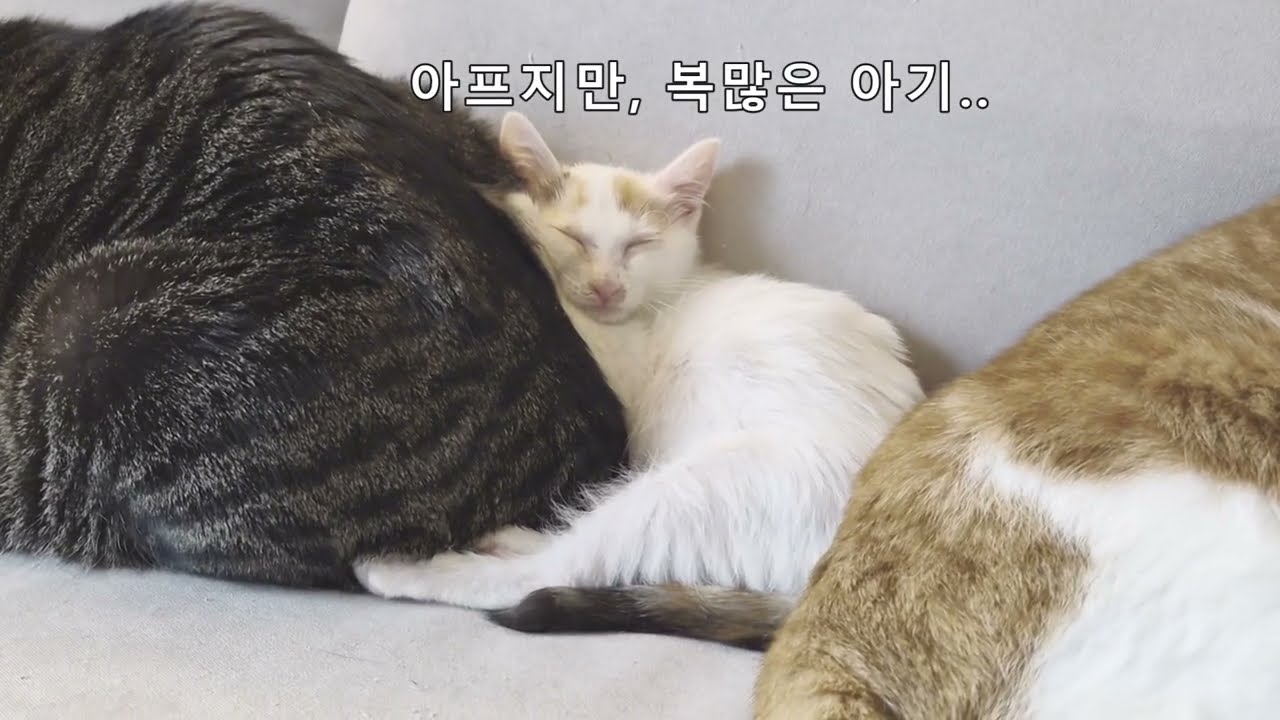 아픈 아기고양이를 도와주세요...