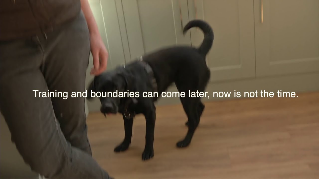 Introducing a New Dog