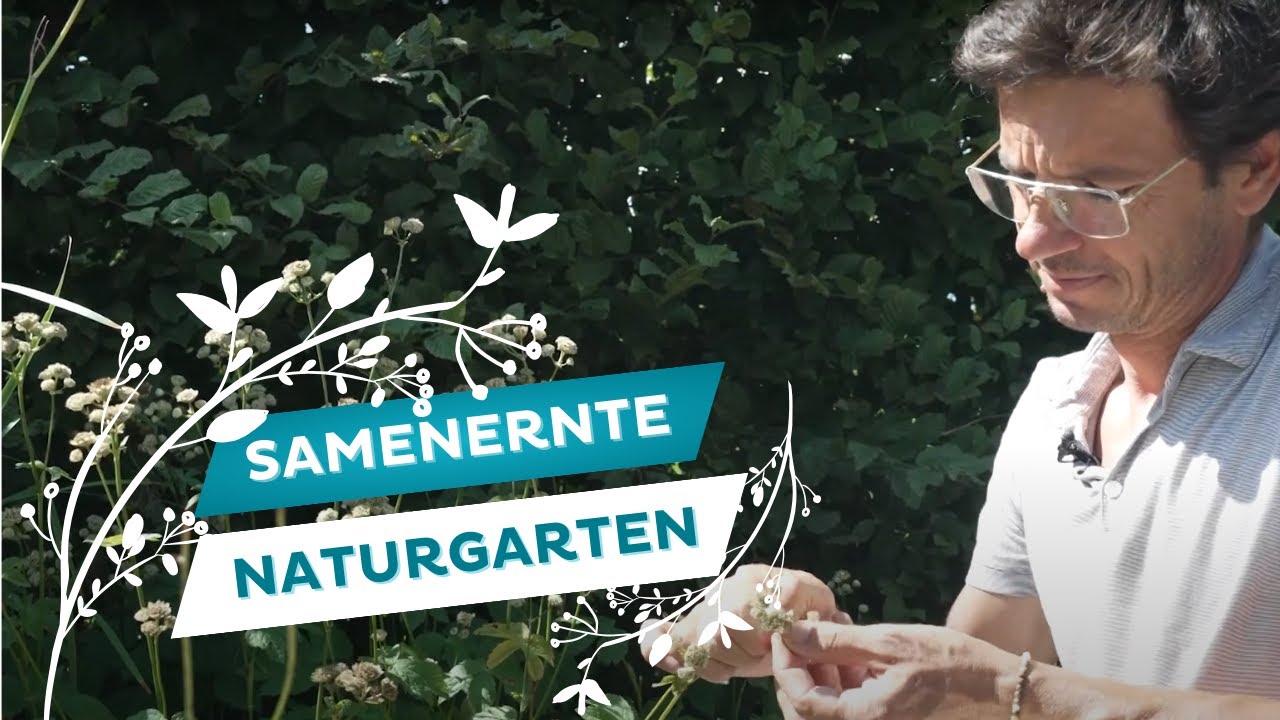 Samenernte im spätsommerlichen Garten🌻