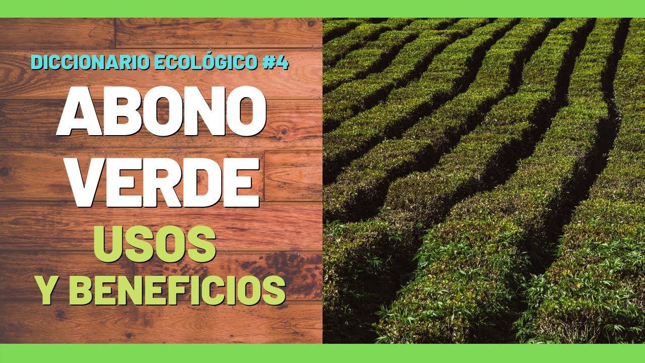 &iquest; Qu&eacute; es el ABONO VERDE? 🌱  Usos y Beneficios (EXPLICACI&Oacute;N R&Aacute;PIDA)