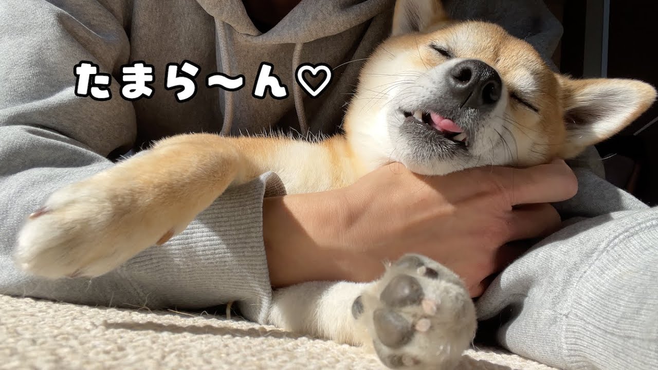 ちちとのお留守番で甘え炸裂した柴犬の衝撃の姿