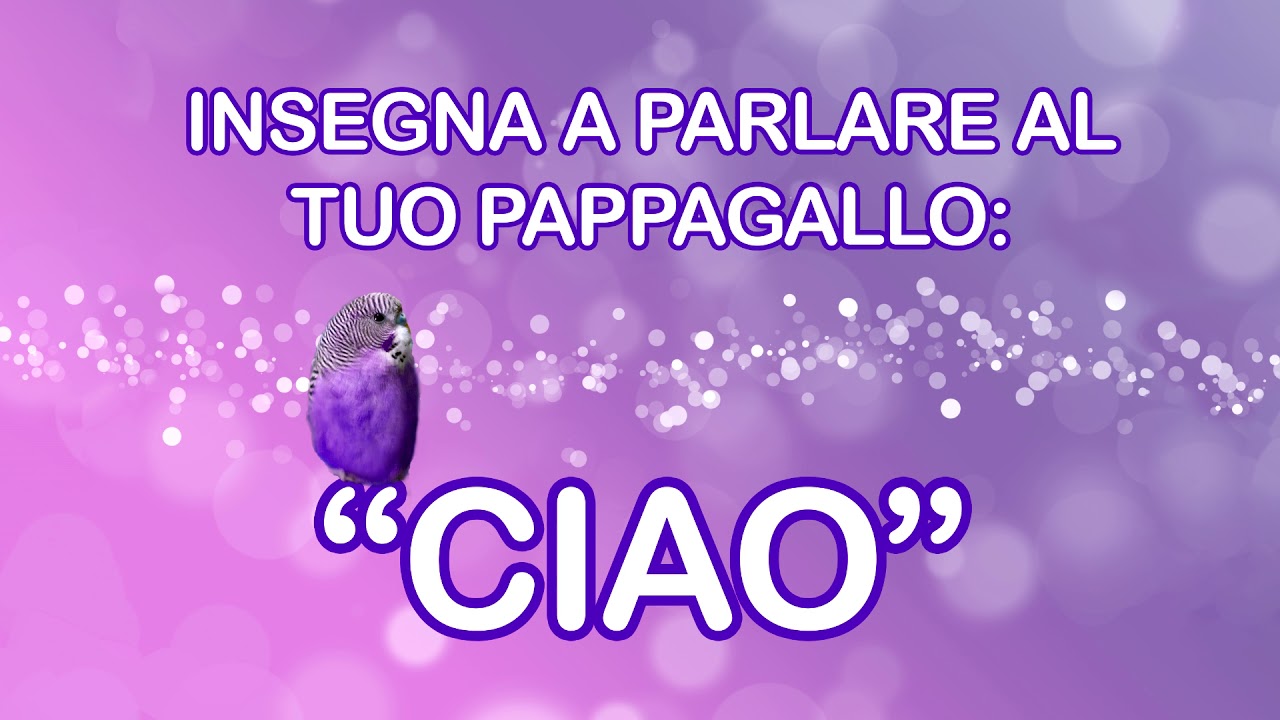 Insegna a parlare al tuo pappagallino - 