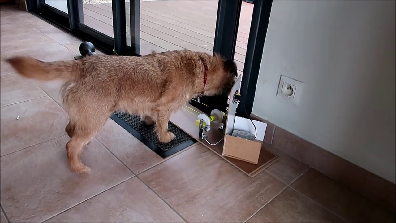 Le Portachien - concours innovez - sciences et vie junior 2020