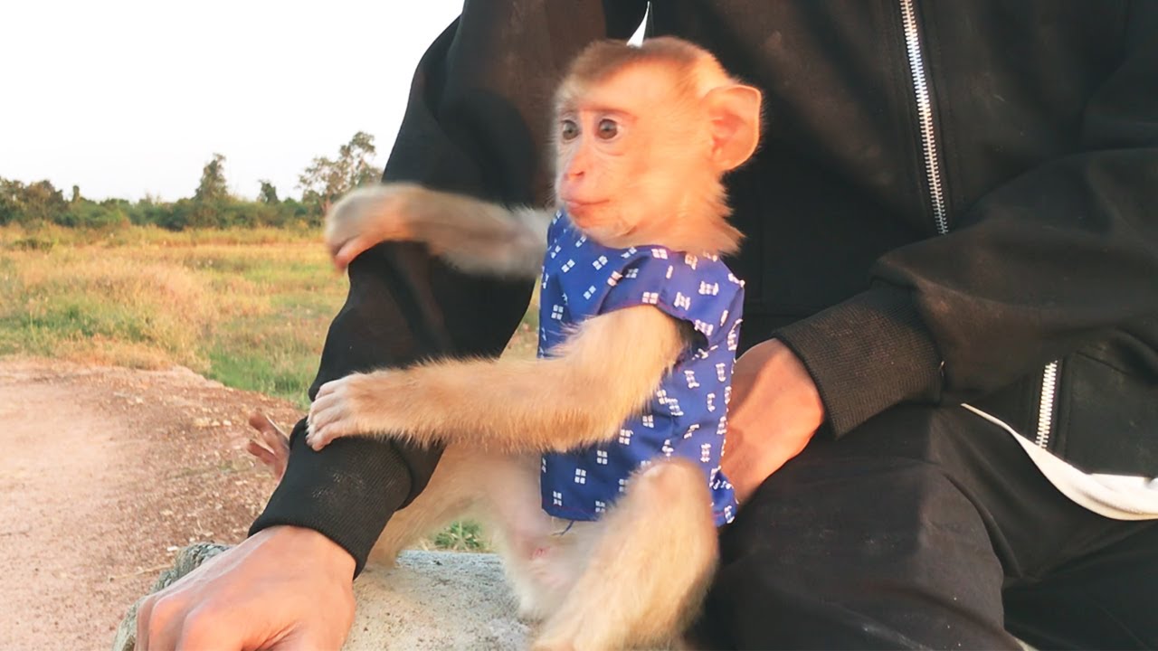 [So Scared To Death] Monkey Abbey Fast Heart Beat Hearing Bird Noise In Silent Farm