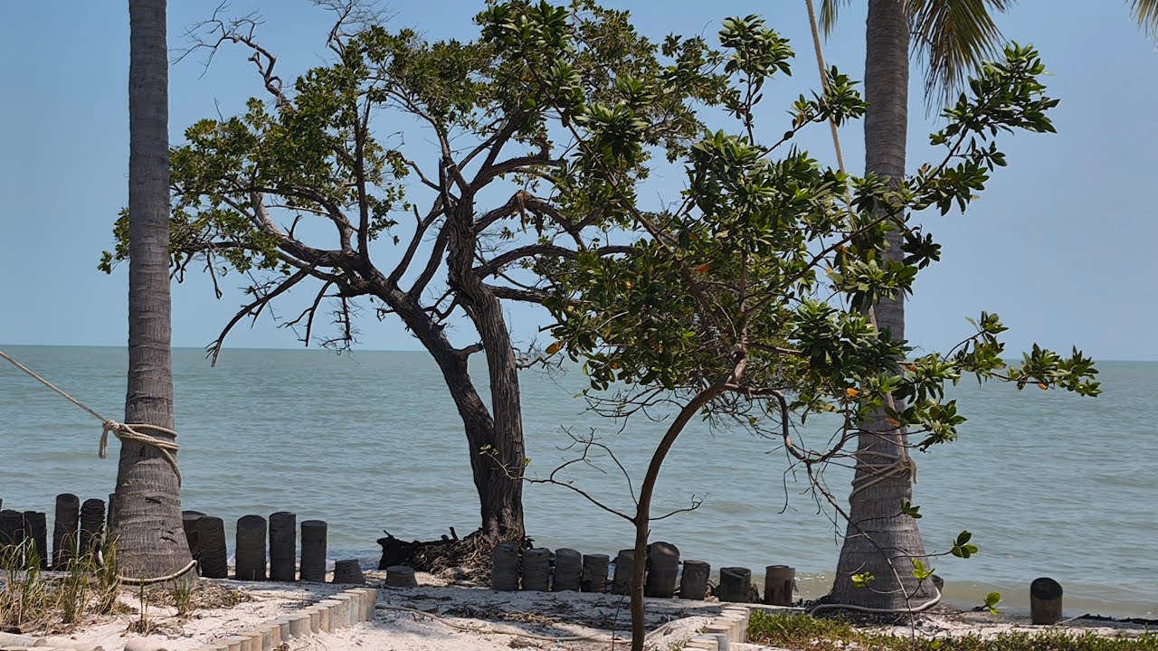 Plan M&eacute;xico, importantes inversiones en Campeche y el sureste de M&eacute;xico