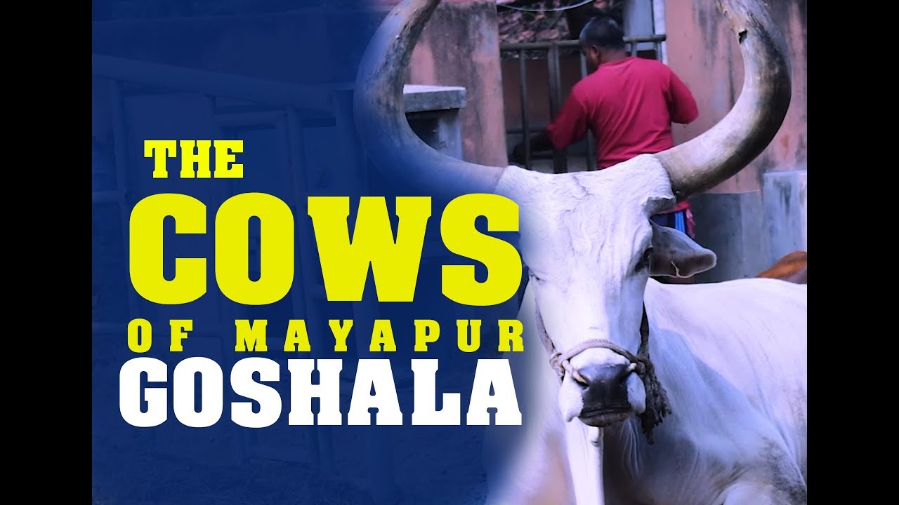 GOSHALA MAYAPUR - The Cows of ISKCON Sri Mayapur