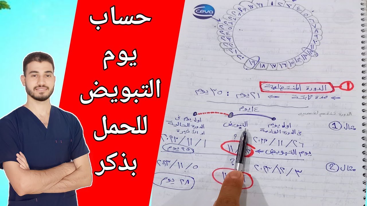 طريقة حساب ايام التبويض للدوره الغير منتظمه و المنتظمة للحمل بذكر بكل سهولة | دروس طبية