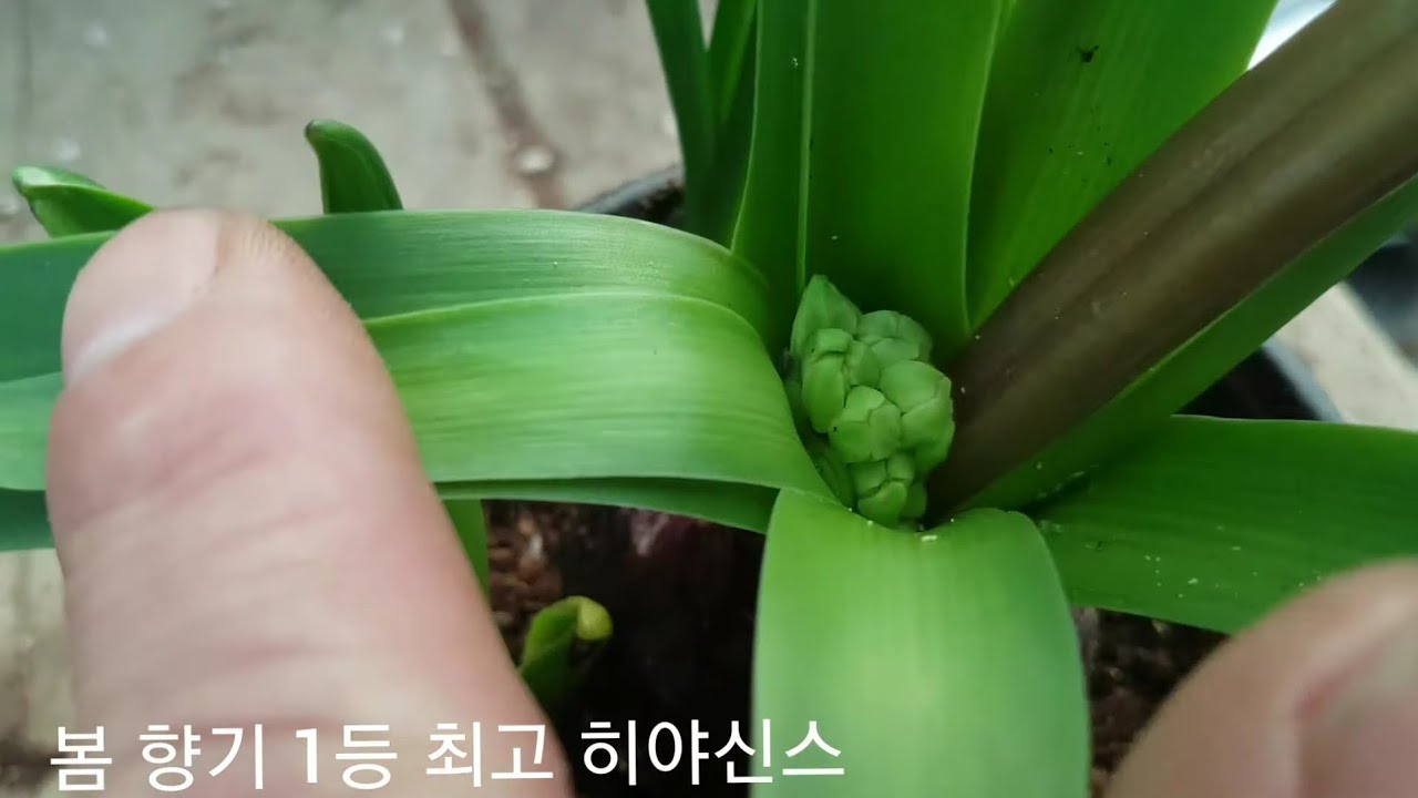 히야신스 꽃 잘 피게 하는 방법 (꽃씨앗,구근,꽃색깔 구별하는 노하우까지 알려드려요)
