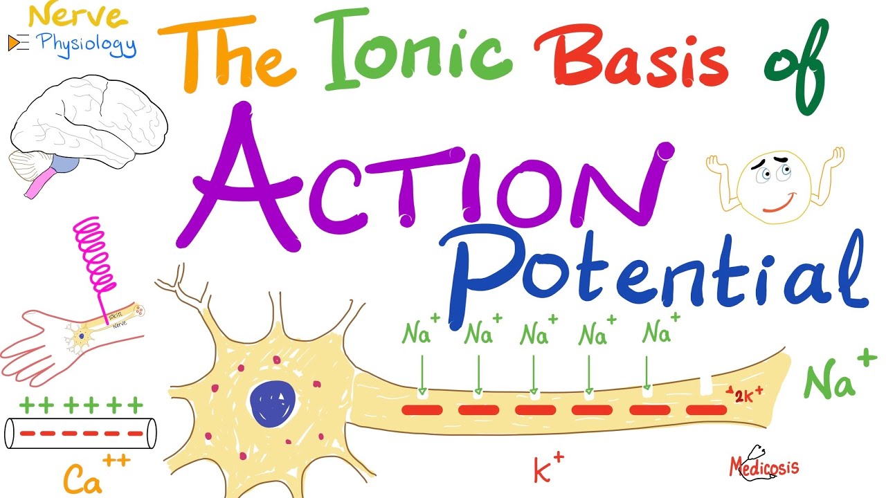 The Ionic Basis of the Action Potential | Absolute Refractory Period, Relative Refractory Period.