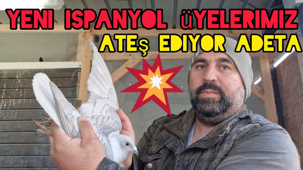 Son ispanyol postalarimiz ateş ediyor adeta rubella stencil pigeons pembe#aksoyfiloelvanguvercinleri