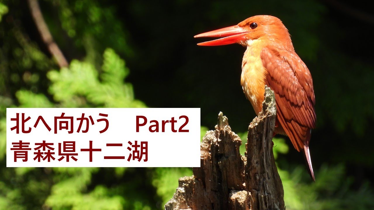 北に向かう Part2 青森県十二湖 (6月下旬）