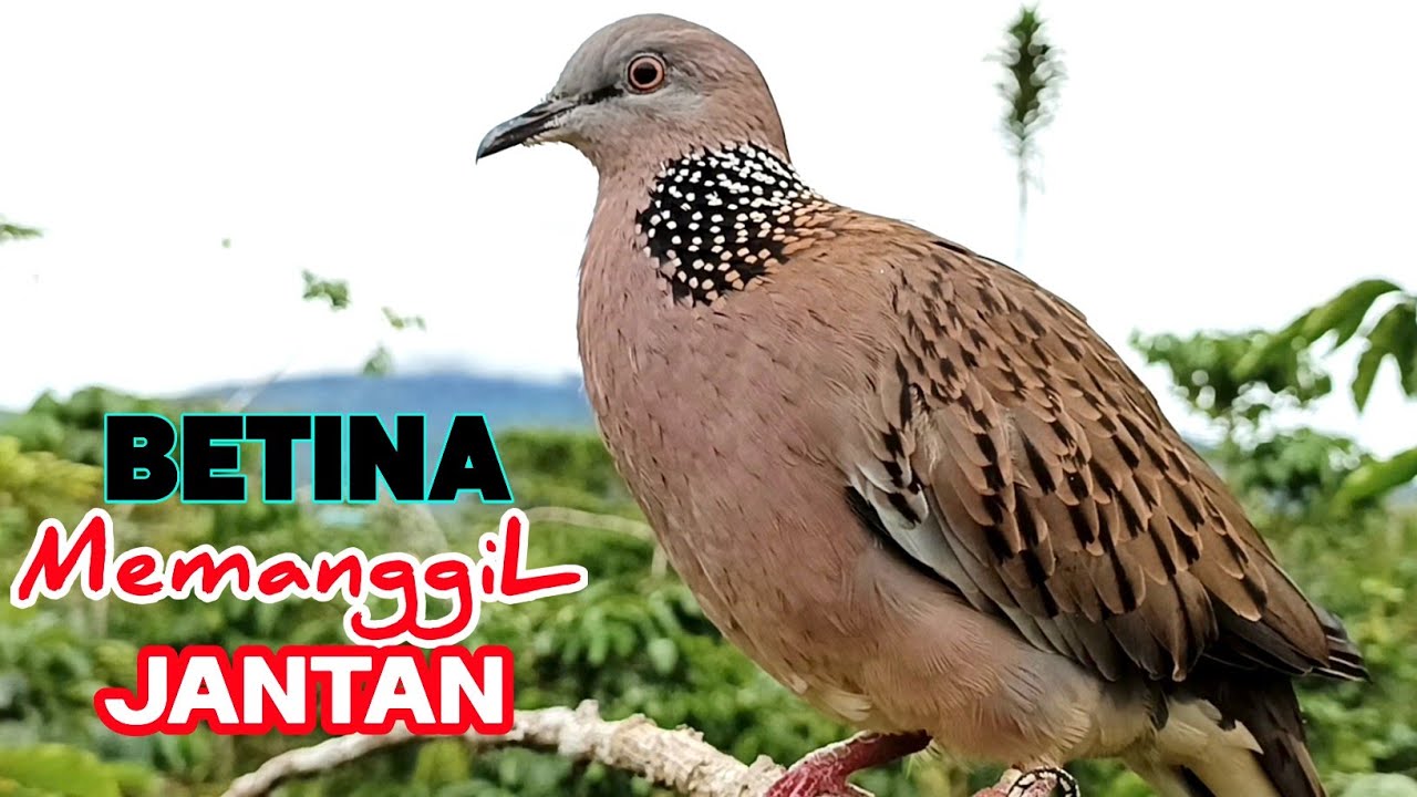 Suara Tekukur Betina Memanggil Jantan Paling Cocok Untuk Pancingan
