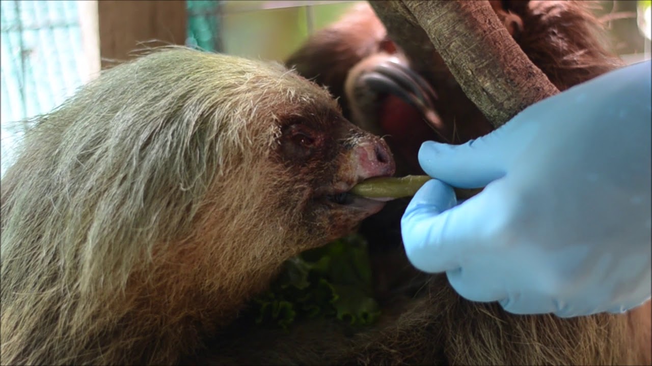 One more electrocuted sloth