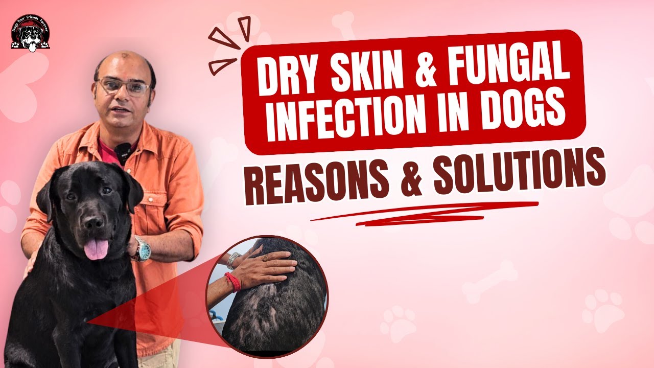 Dry Skin & Fungal Infections In Dogs - Explained By Baadal Bhandaari