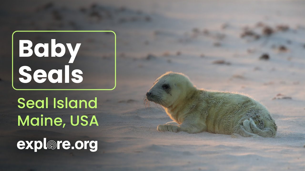 Baby Seals | Mommy and Me
