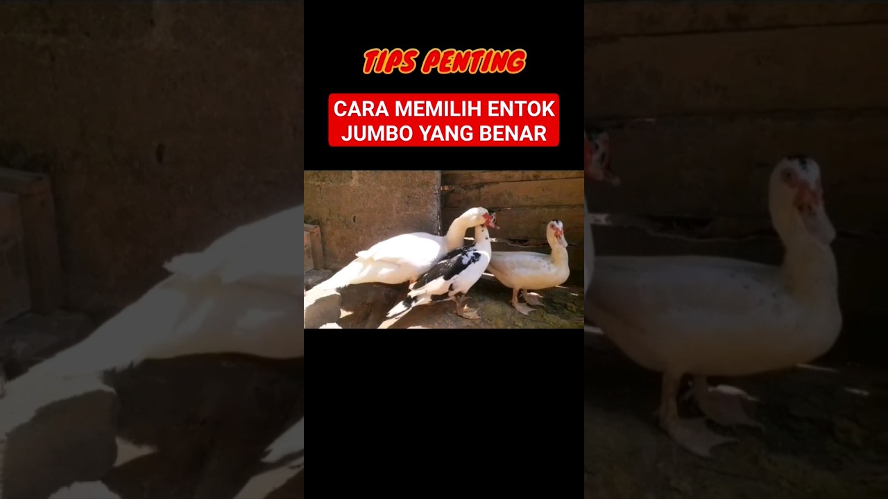 TIPS AMPUH❗MEMILIH ENTOK JUMBO YANG BERKUALITAS ⁉️ 