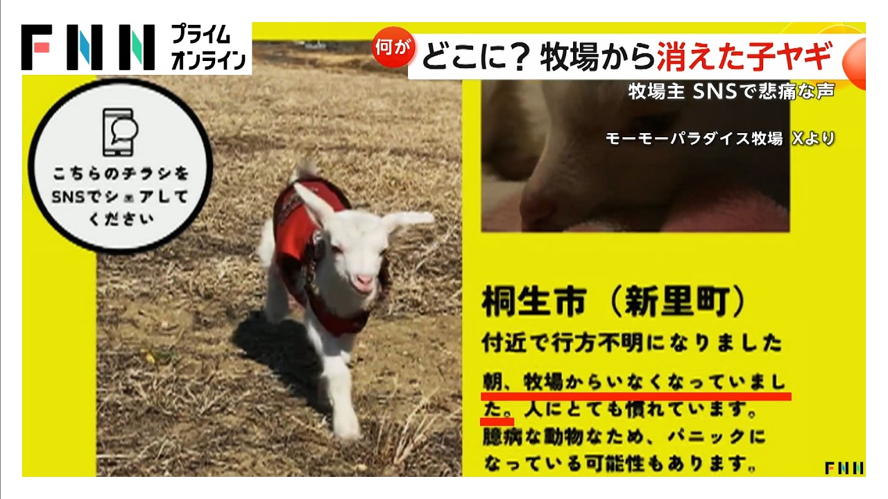「やぎ探しています」消えた子ヤギはどこに？　牧場主の女性「捕獲檻に入っていないか…」捜索続ける（2026年03月17日）