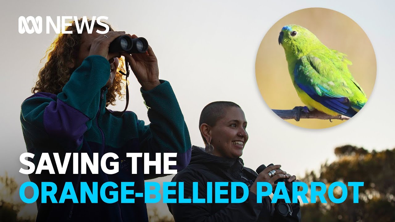 A mission to save the orange-bellied parrot in the Tasmanian wilderness |  ABC News