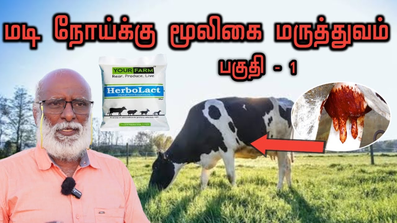 மடி நோய்க்கு மூலிகை மருத்துவம் | Your Farm | யுவர்பார்ம் | மடி நோய் | Mastitits | Country Farmss