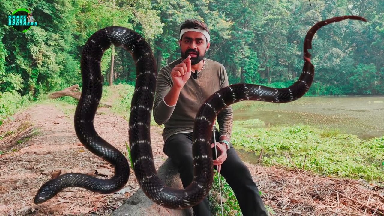 দাঁড়াস ভেবে সিন্ধু কালাচকে চুমু! সাপের কামড়ে বাংলাদেশের কিশোরের মৃ*ত্যু | Snake B*ite D*eath News