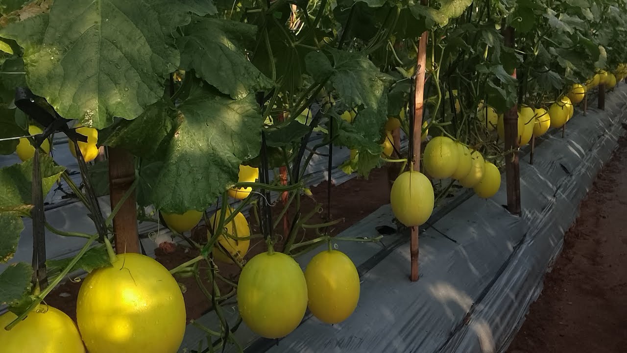 Seperai sehabis hujan walaupun kemari baru di seperai tanaman melon golden alisha 54 hst