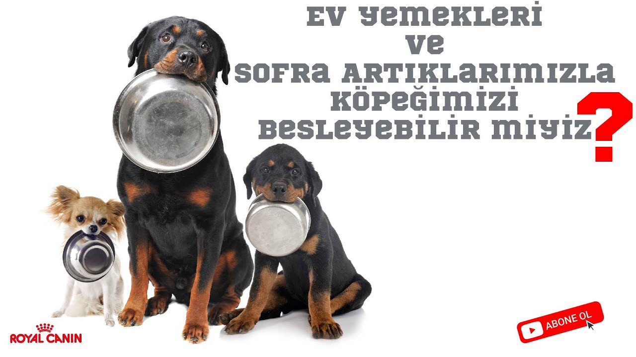Ev Yemekleri ve Sofra Artıklarımızla Kopeğimizi Besleyebilir Miyiz?