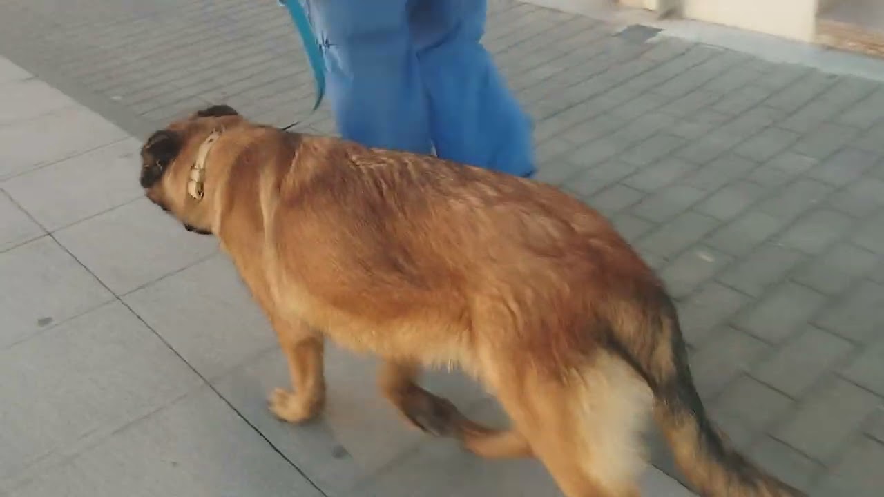 Socializando cachorro de pastor Aleman