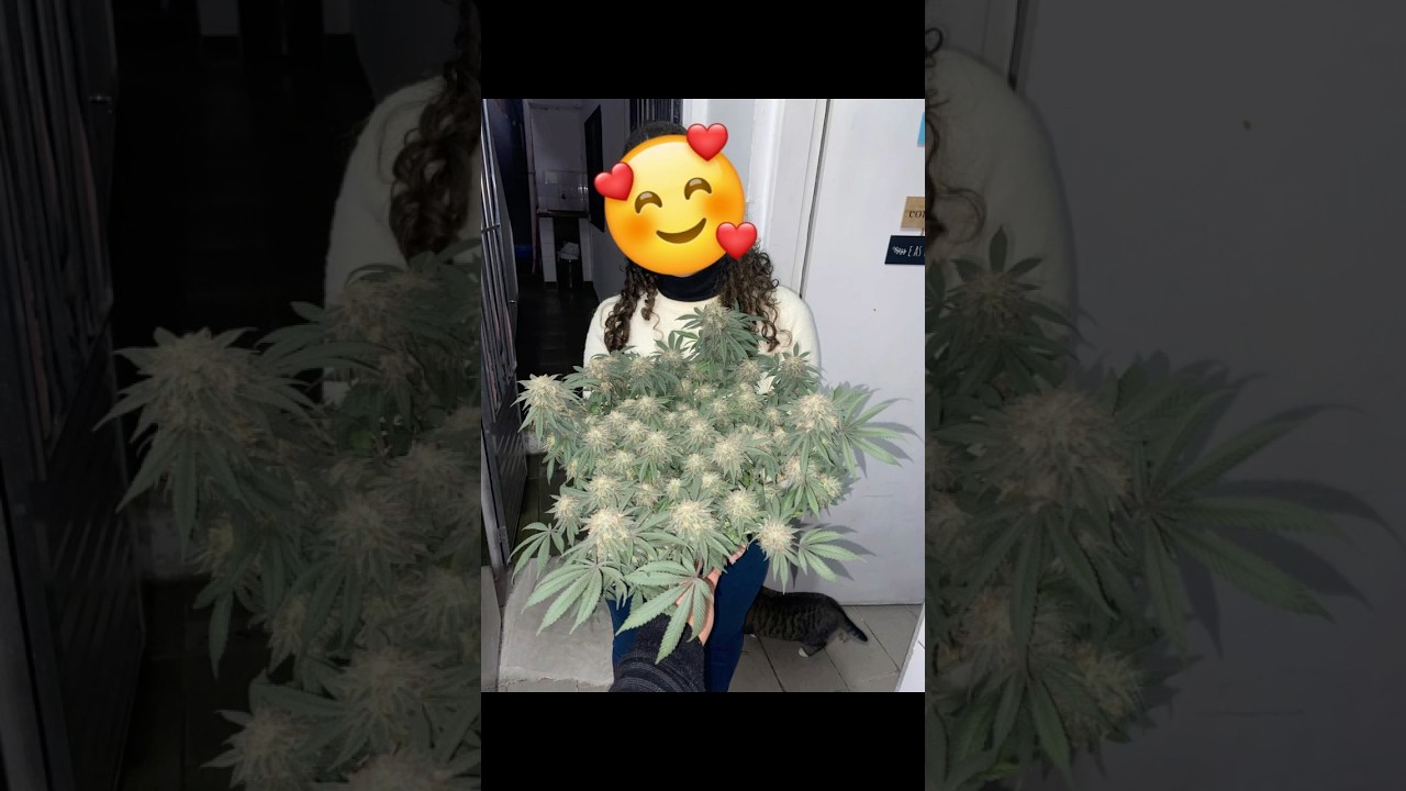 🌿 Black Domina Time-Lapse 🌱 #blackdomina #cultivocannabis #timelapse #growerlife