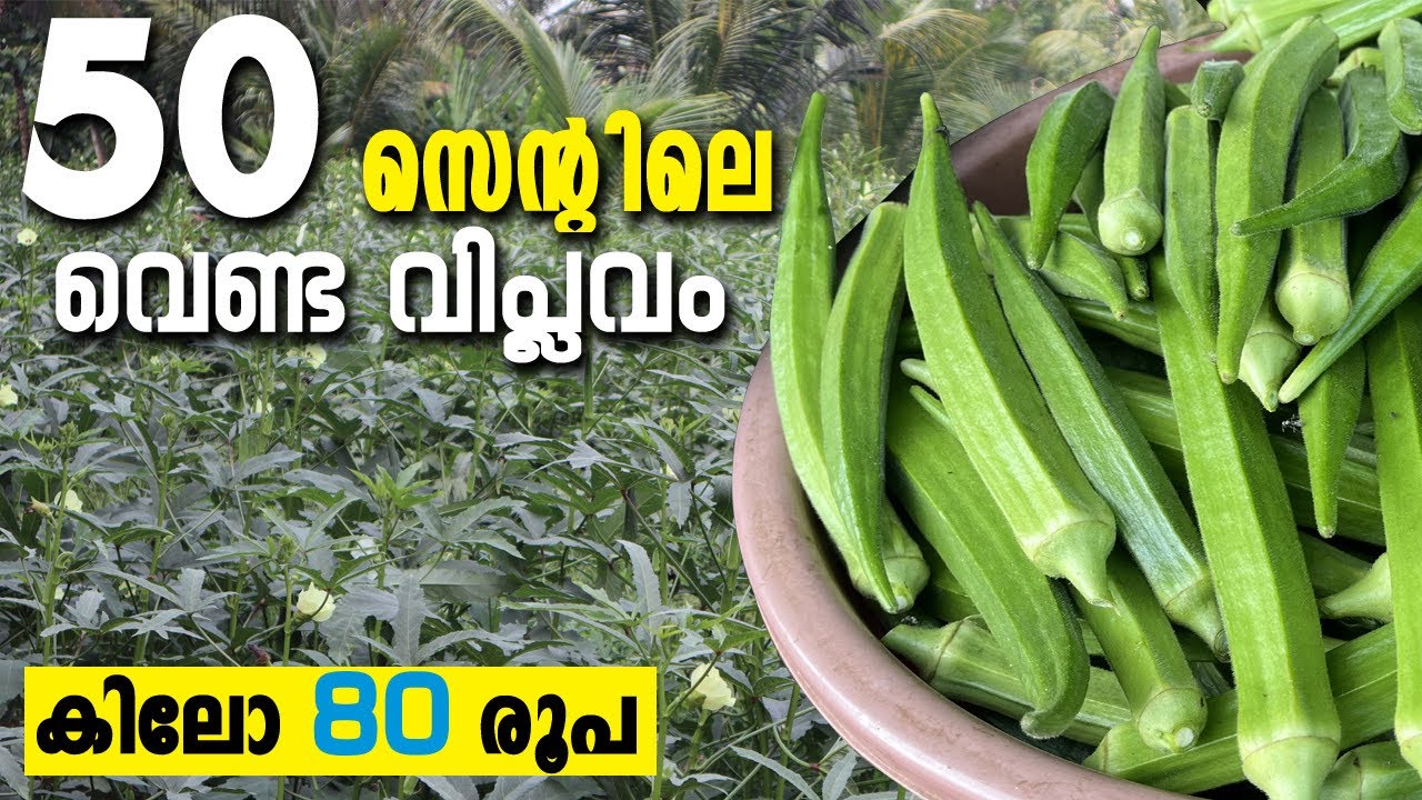 വെണ്ടയ്ക്ക കൃഷിയിലെ നൂറുമേനി | Success ladies finger farming #ezhukone