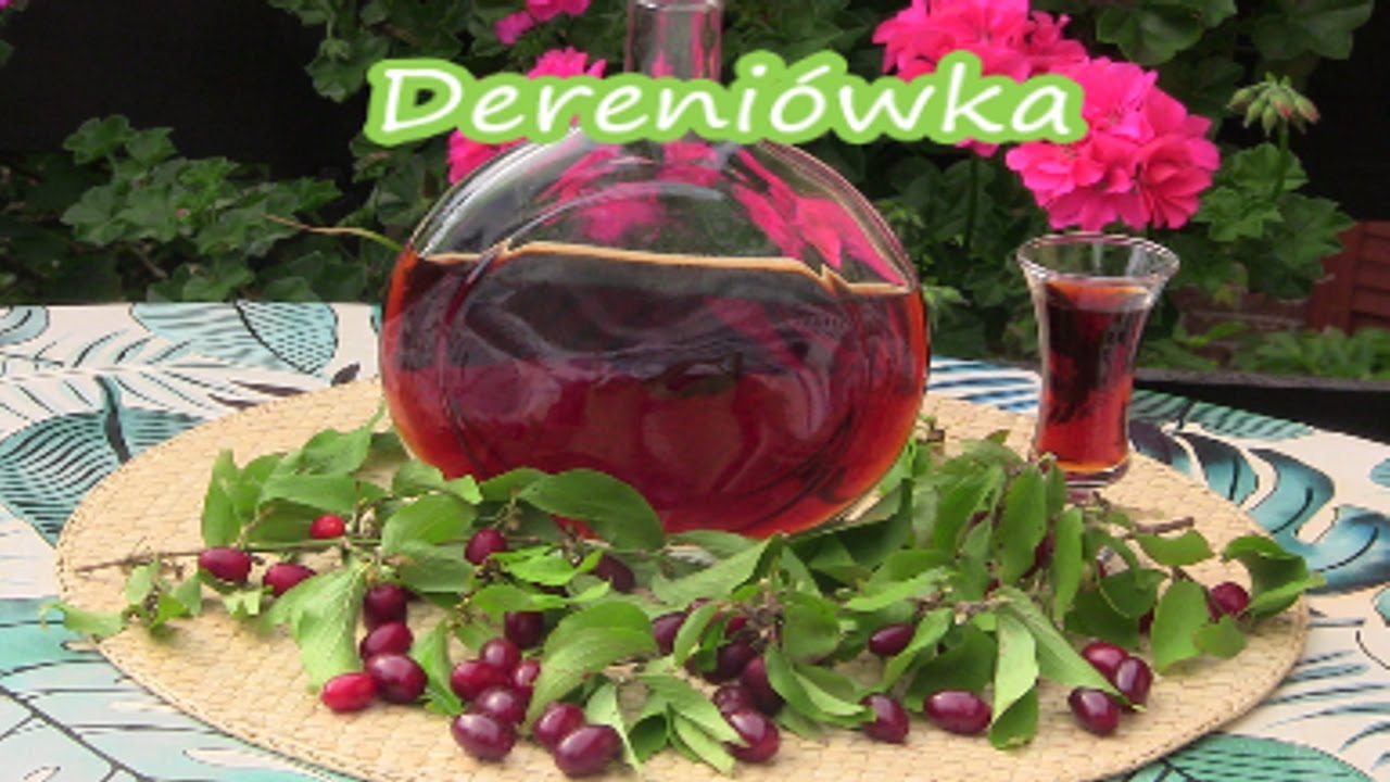 Nalewka z owoców derenia jadalnego  -  dereniówka