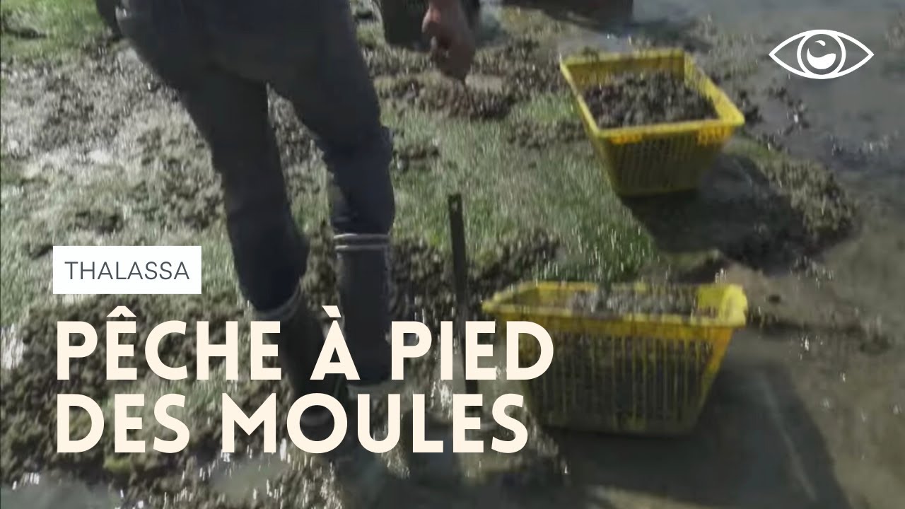 Pêche à pied des moules - Thalassa