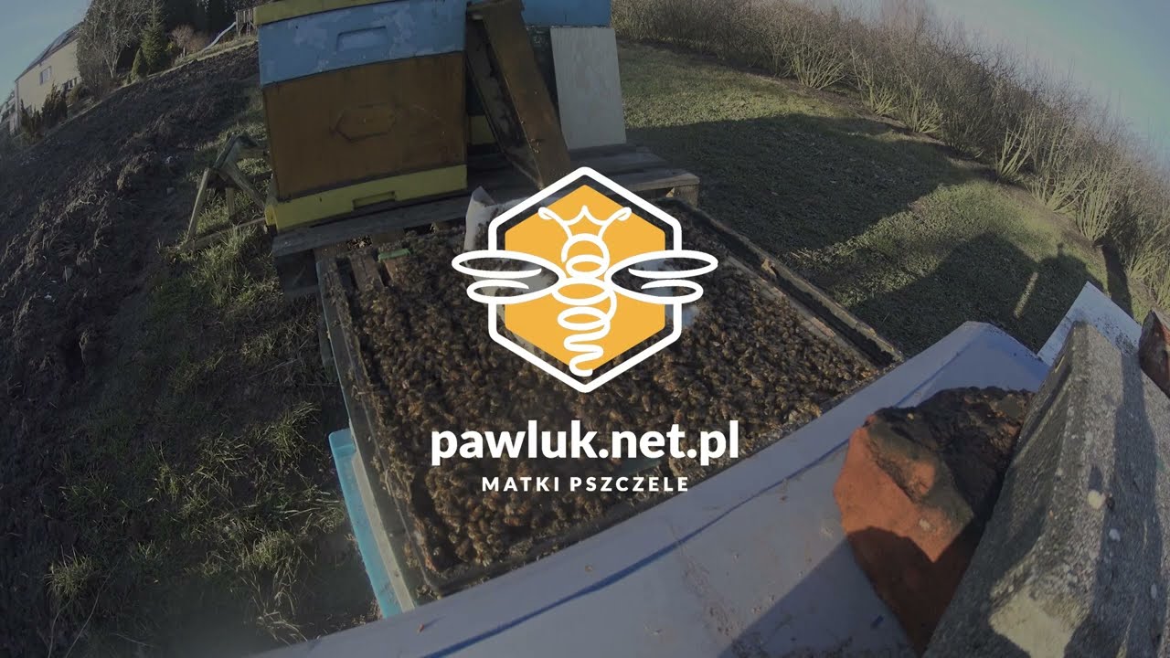 Buckfast B1(GRP) linia Meda - najlepsze matki pszczele pawluk.net.pl