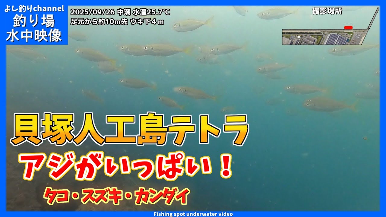 【アジ！！】大阪の釣り場  貝塚人工島テトラ  2025年9月下旬 秋の水中映像  No.434