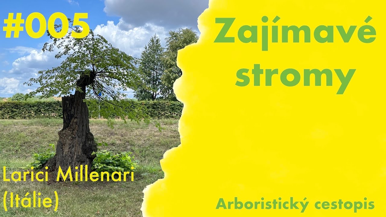 Zajímavé stromy / 05 / Larici Millenari, Itálie
