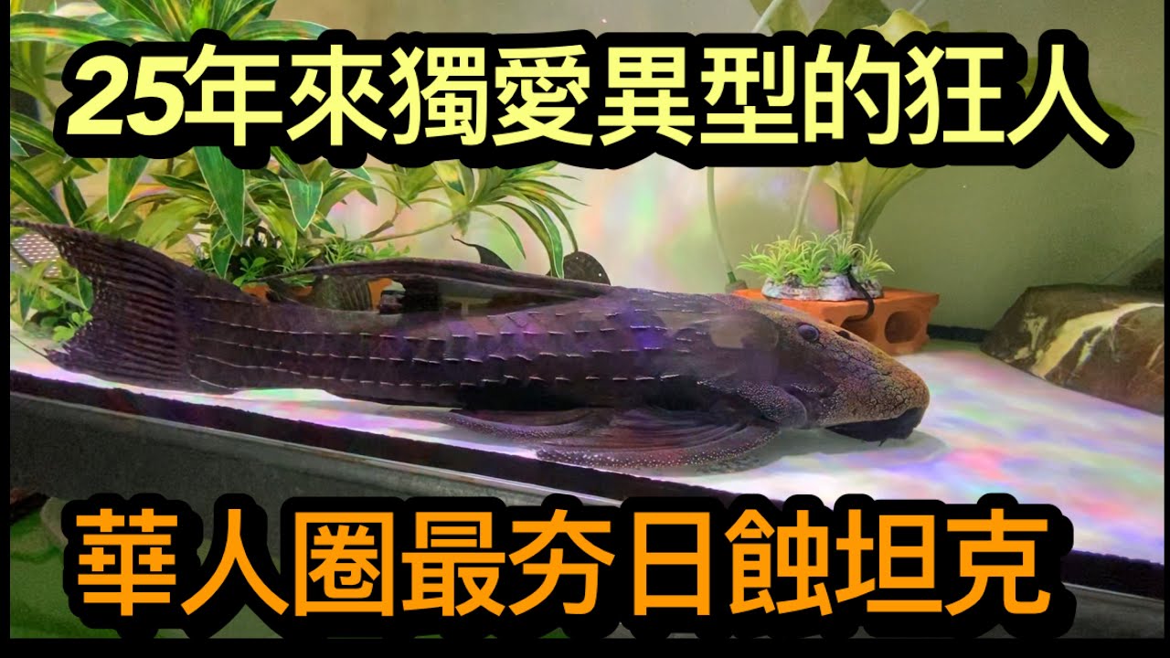 異型觀賞魚專輯-25年來獨愛異型魚的狂人臥龍水族老闆螺哥帶大家來認識日蝕坦克
