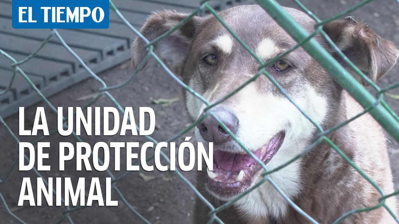 As&iacute; es la Unidad de Protecci&oacute;n Animal de Bogot&aacute; | EL TIEMPO