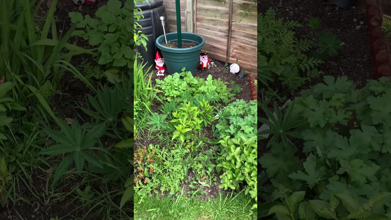 Ed&rsquo;s garden