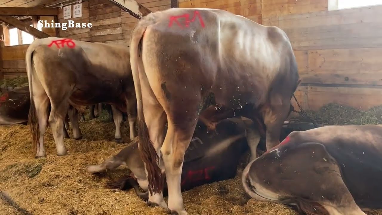 STIERENMARKT ZUG 2023 BIG BULLS