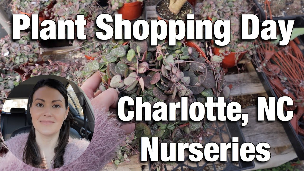Day of Plant Shopping - Houseplant Tours of Charlotte, NC Nurseries - Great Finds!