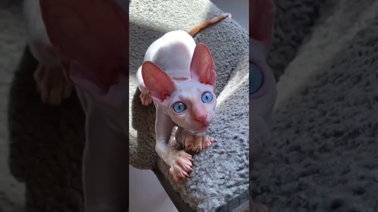 Sphynx cat playing 🥰 