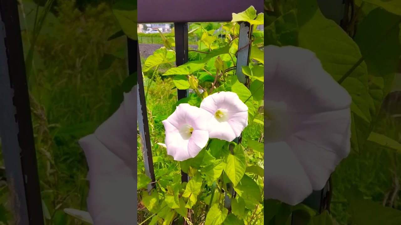 小さな虫がピンクのヒルガオの蜜を吸いにきた#shorts