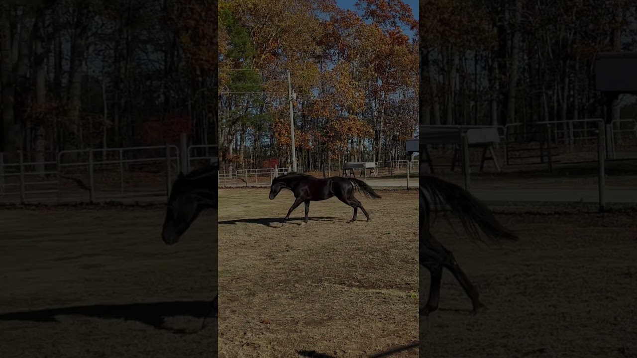 &ldquo;Queen&rdquo; Appaloosa Horse Club Wranglers Rhapsody #horse #americandreamfarm #appaloosa #black