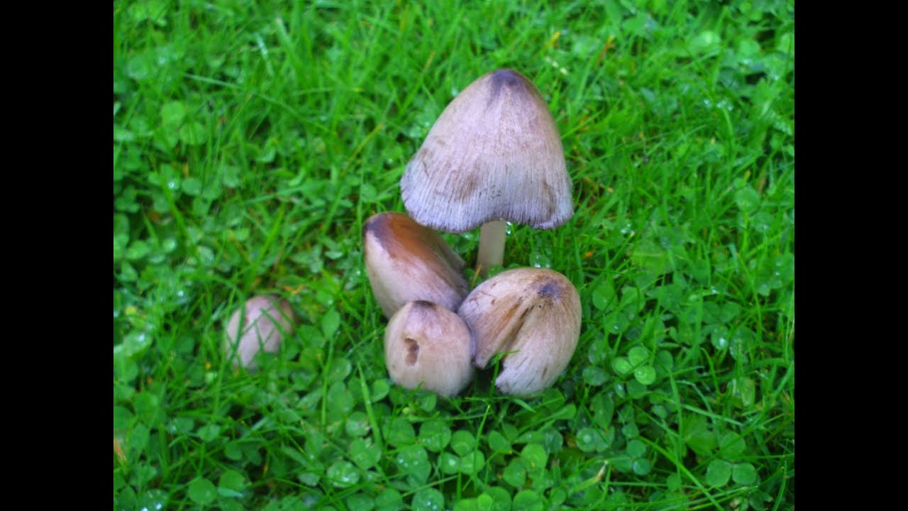 Common Ink Cap (Coprinopsis atramentaria and the Shaggy Ink Cap (Coprinus comatus)