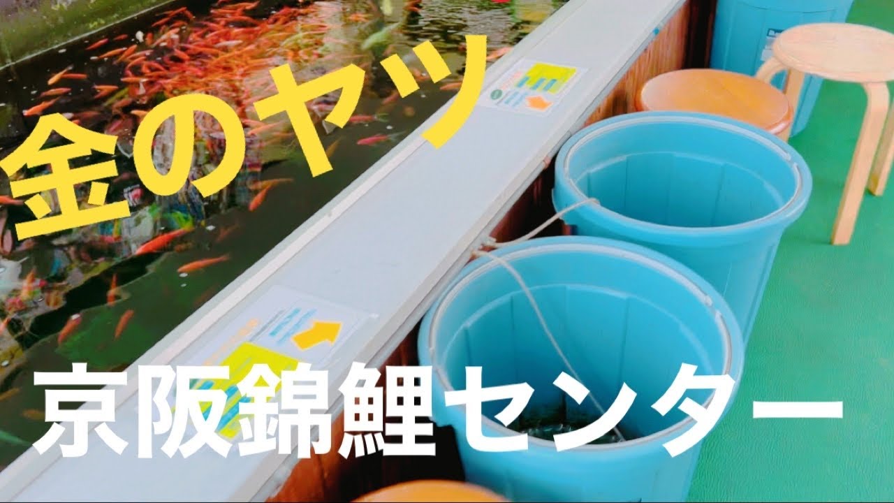 京阪錦鯉センターに美人の鯉が居ます。鯉専門　金魚専門　ショップ巡り