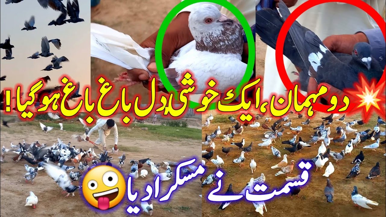 120 Our Pigeons Flying Together | Peaceful Sky Show | LKB Pigeon 
