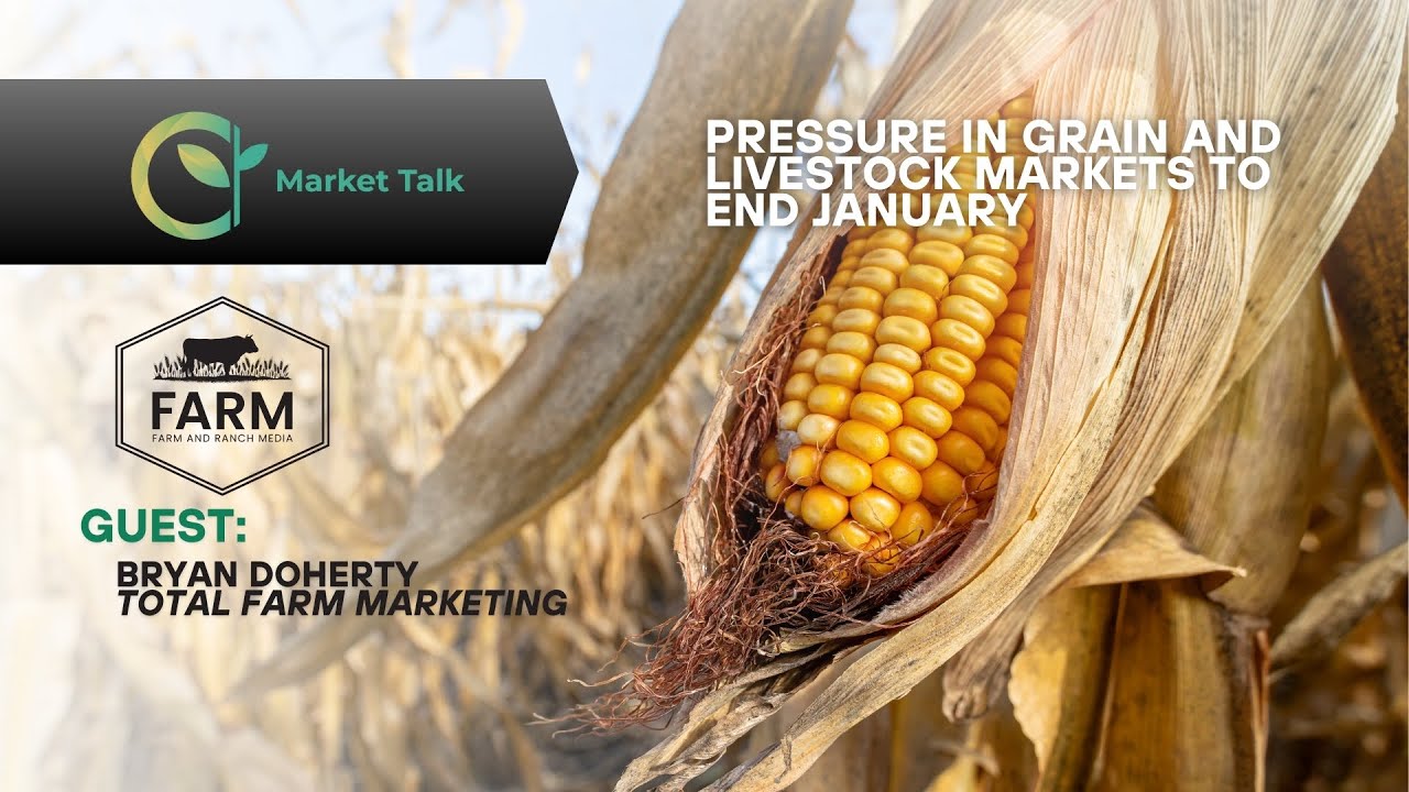 Pressure in Grain and Livestock Markets to End January